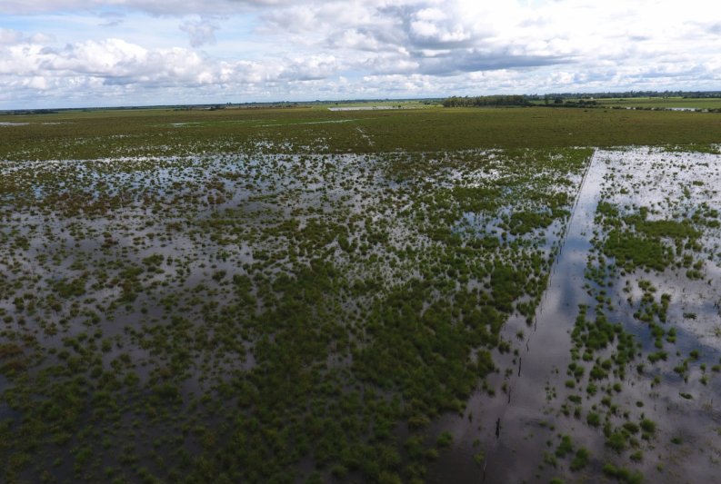 Decretaron zona de desastre agropecuario al norte santafesino