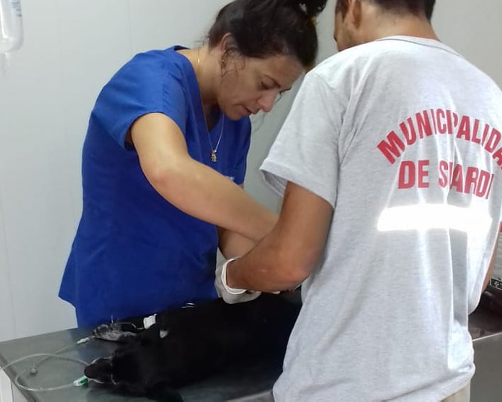 Suardi: Las castraciones de mascotas siguen siendo una buena costumbre