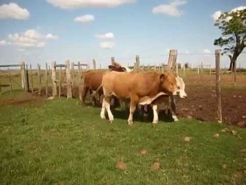 Robaron unos 130 terneros de un campo en Dos Hermanos