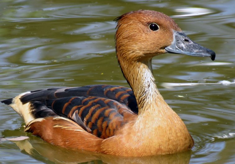 Santa Fe resolvió no habilitar la caza de patos