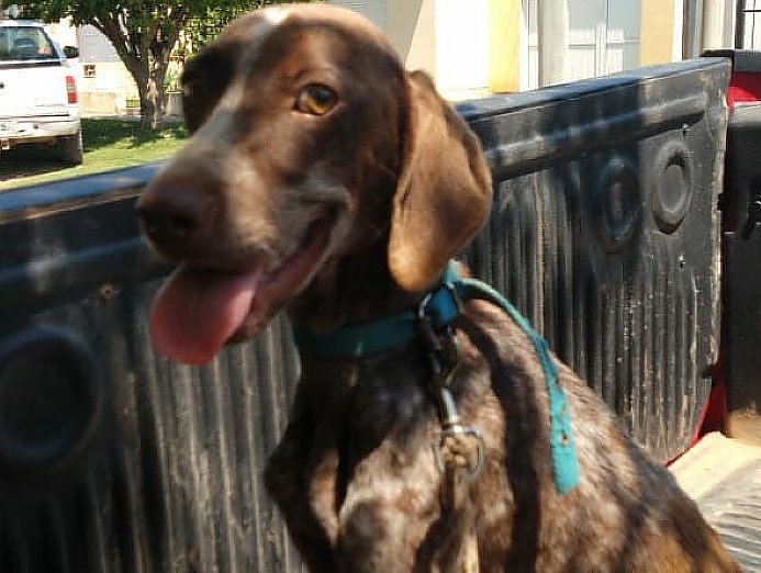 Porteña: Allanamiento por malos tratos y crueldad con un perro