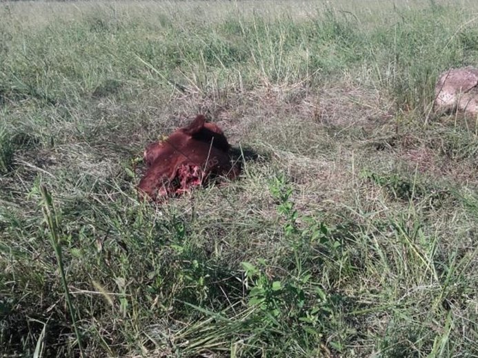Joven detenido por abigeato en zona rural de Morteros