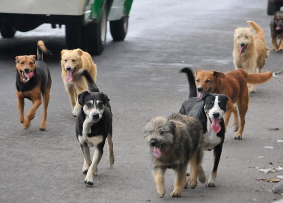 Suardi: Bienestar Canino y Ongs organizan reunión para control de la fauna urbana