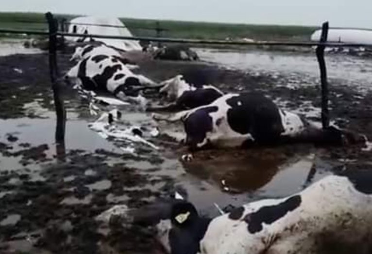 Rayo mató a 21 vacas en campos de Eusebia