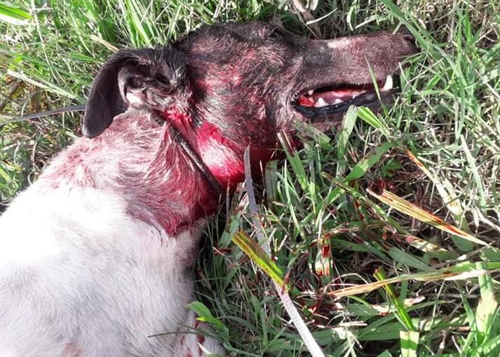 Un detenido por la muerte de una perra en zona rural de San Guillermo