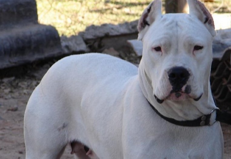 Un dogo atacó y lesionó a un niño en Ceres