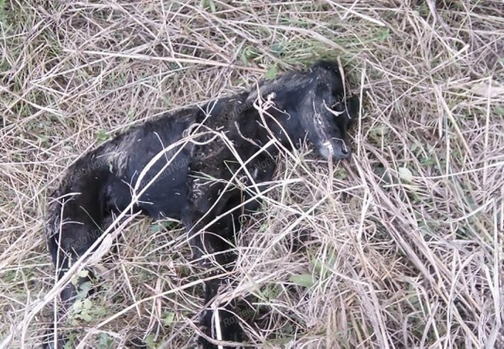 Volvieron los envenenamientos de perros en Col. Aldao