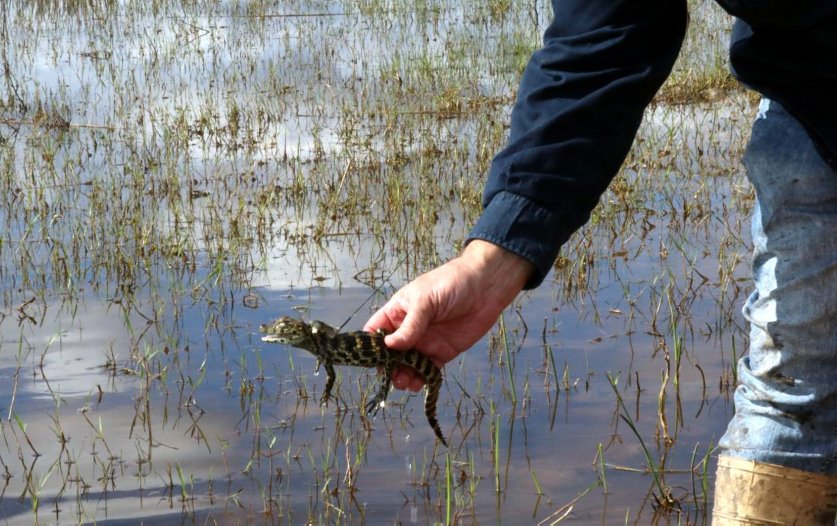 La provincia liberó yacarés en una reserva del departamento San Cristóbal
