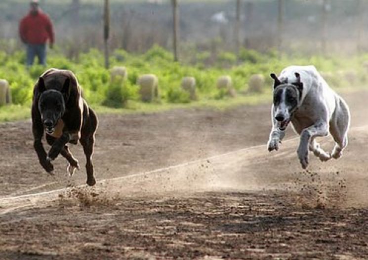 Un detenido por organizar carreras de galgos en Josefina