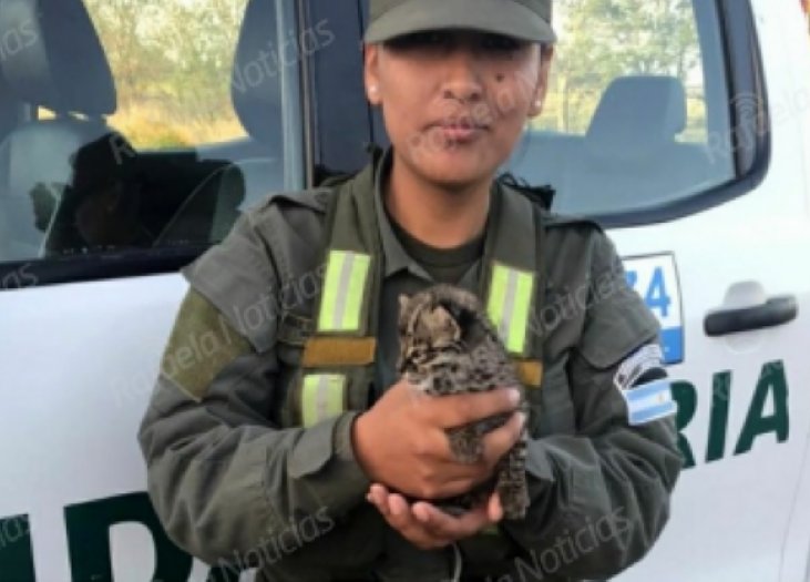Circulaba con un gato montés en la cabina del camión
