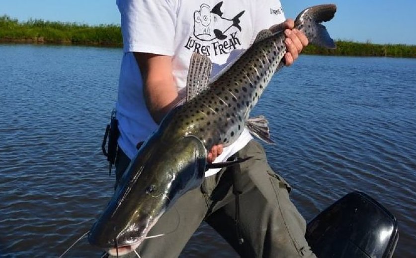 Comenzó la veda para la pesca del surubí
