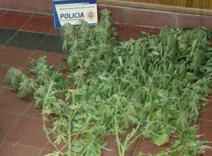 Encontraron planta de marihuana en una vivienda de Morteros