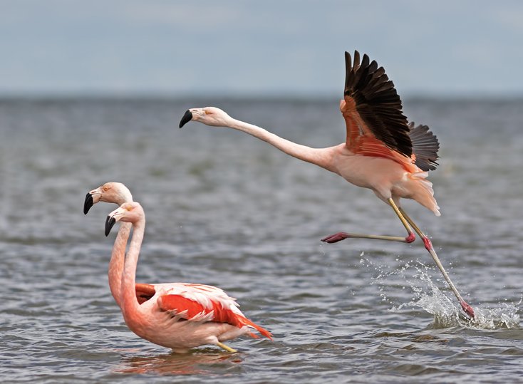 Realizarán un censo de flamencos y otras aves en laguna Mar Chiquita