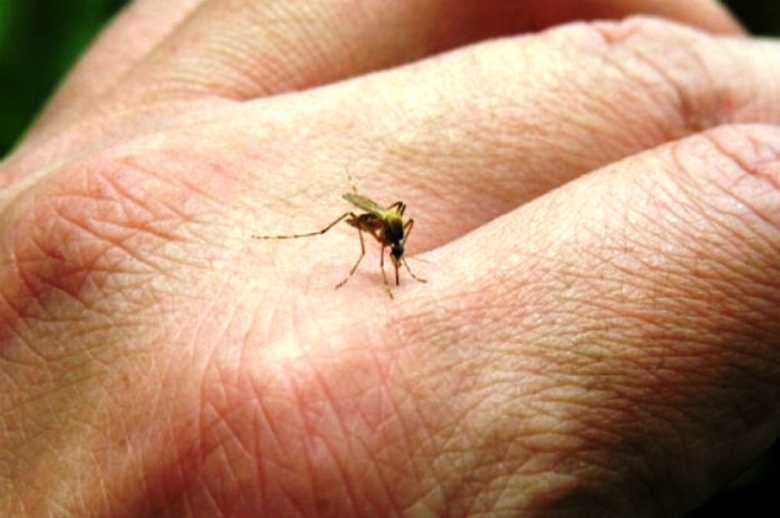 Confirman mas casos de dengue en Córdoba 