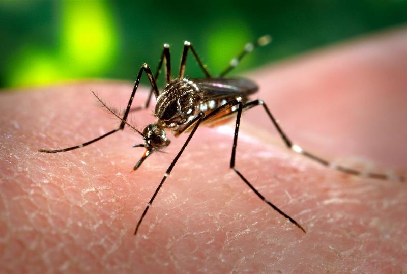 Marull: aumentaron los casos de dengue en la localidad 