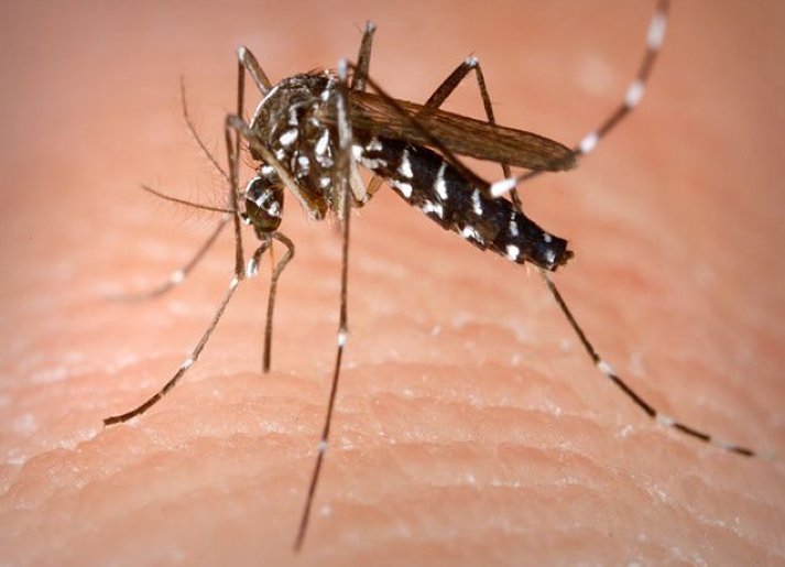 Son 65 los casos de dengue en Villa Trinidad