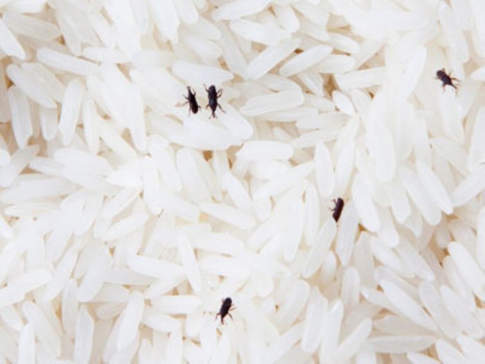 Polémica por la entrega de arroz con gorgojos en Selva