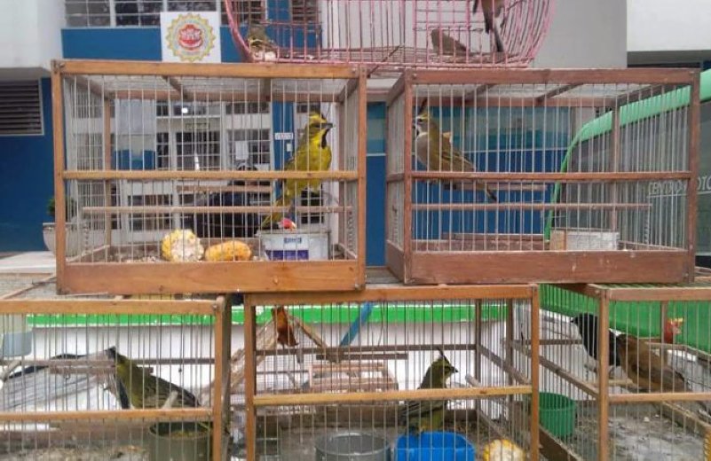 Policía Ambiental recuperó aves en cautiverio en una vivienda de Morteros