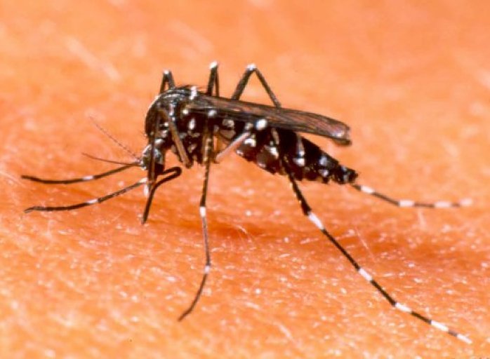 Una buena: Brinkmann lleva 11 días sin casos de dengue