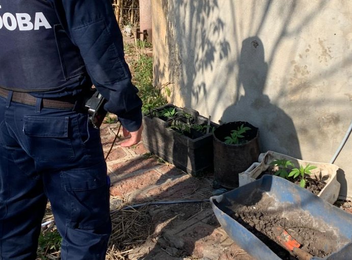 Secuestraron plantas de marihuana en Brinkmann