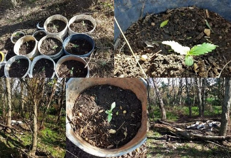 Encontraron plantas de marihuana en un campo de Porteña