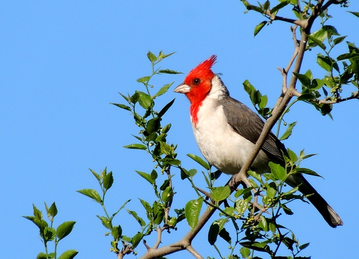 Miramar: secuestro de aves autóctonas