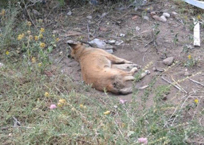 Denuncian envenenamientos de perros en Morteros