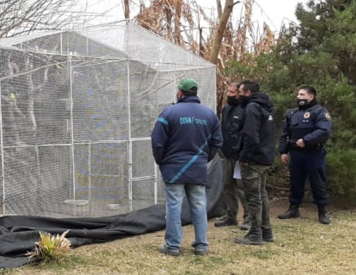 Incautaron aves autóctonas en una vivienda de Porteña
