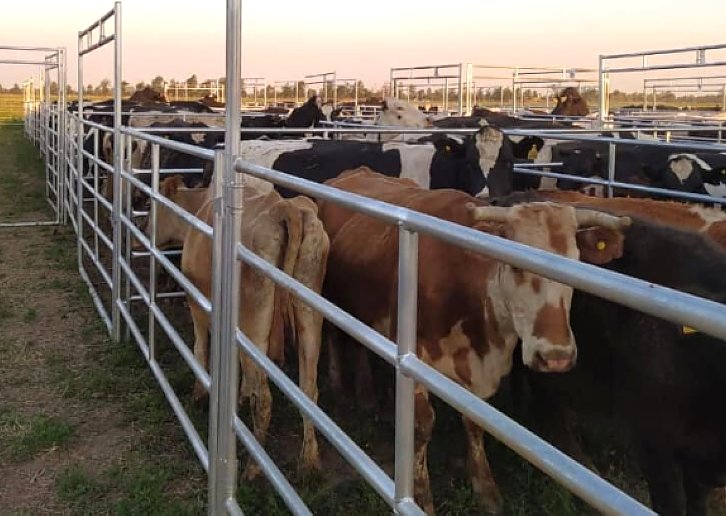 Ganaderos de Ceres realizó su primer remate en Suardi