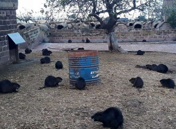 Dos perros mataron más de 400 nutrias en Miramar