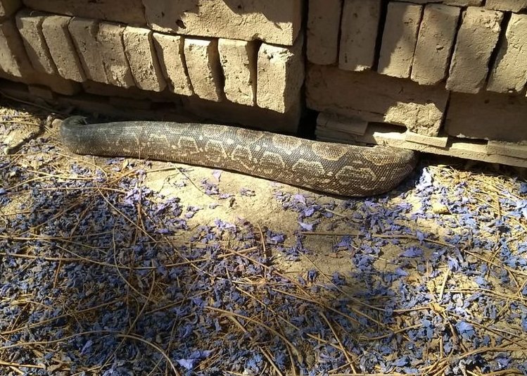Encontraron una enorme víbora en escuela de San Guillermo