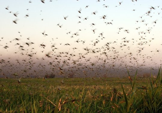 Manga de langostas genera preocupación en Santiago del Estero