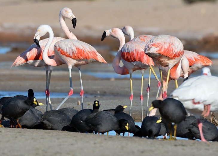 Morteros participa del Festival Internacional de Aves Migratorias