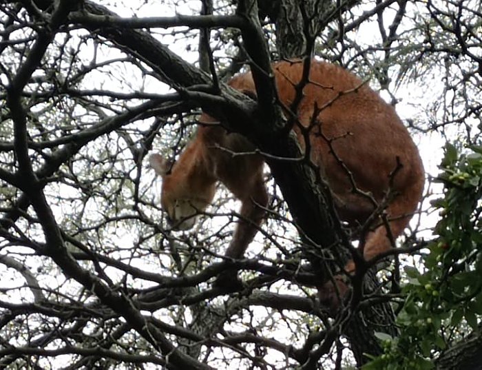 Recapturaron a pumas que habían escapado en Morteros 