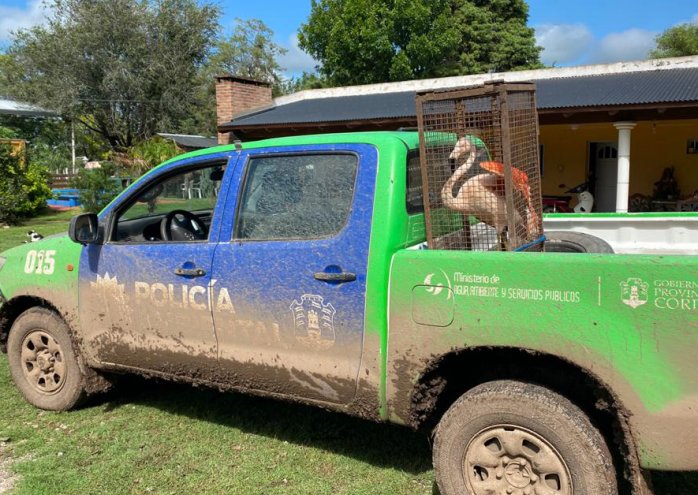 Policía Ambiental rescató un flamenco en zona rural de Col. Vignaud