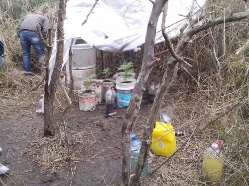 Encontraron plantas de marihuana en un predio de Balnearia