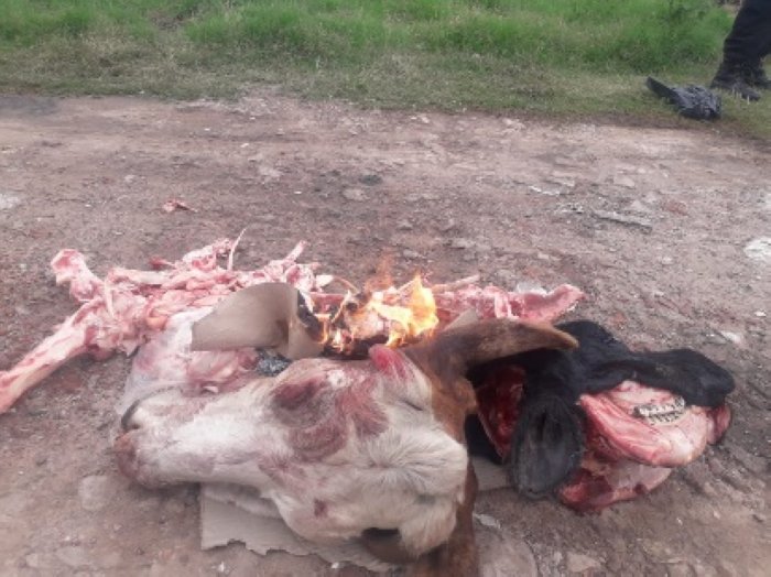 Dos hechos de abigeato en San Cristóbal