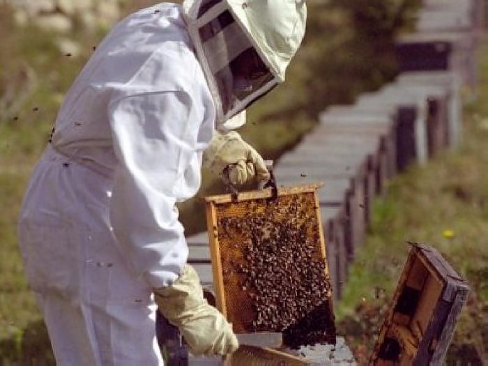 Aparecieron en Eusebia las 100 colmenas robadas en Col. Bicha