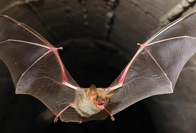 Preocupación por la aparición de murciélago con rabia en Morteros