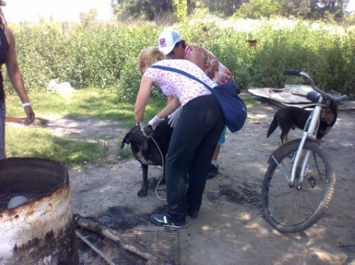 Suardi: Bienestar Canino presentó un balance de su tarea