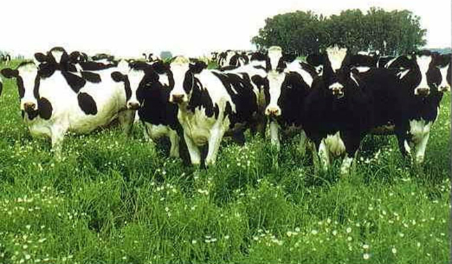 Un detenido por un importante robo de animales 