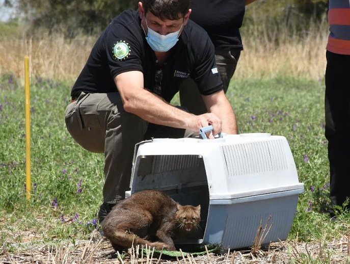 Policía Ambiental liberó un yaguarundí y aves silvestres en La Para