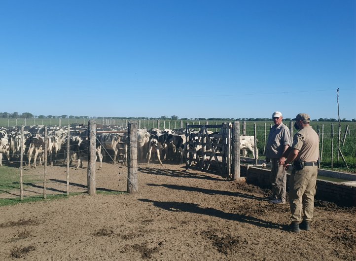 Aparecieron vacunos que habían sustraído en zona rural de Seeber