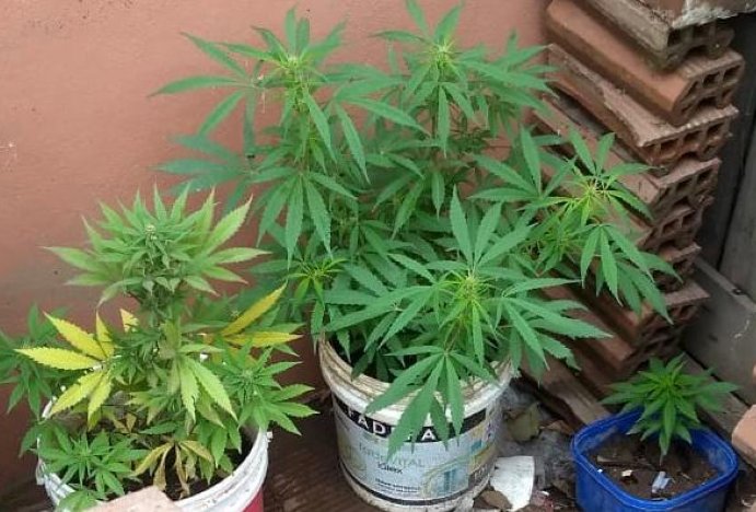 Brinkmann: Investigaban robo y encontraron plantas de marihuana