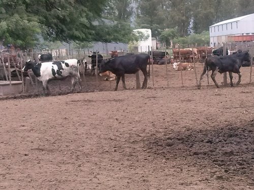 Recuperaron en Piquillín los vacunos sustraídos en Dos Hermanos