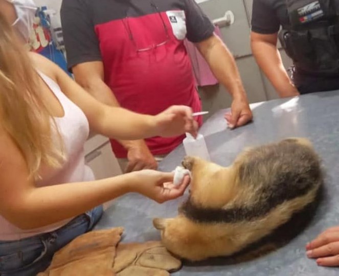 San Cristóbal: Rescataron un oso melero pero luego murió