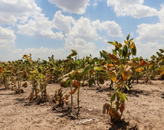 La Nación homologó la emergencia agropecuaria para Santa Fe