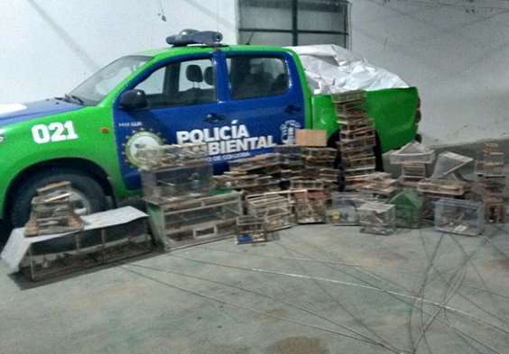 Policía Ambiental secuestró aves silvestres en Freyre y Rio Cuarto
