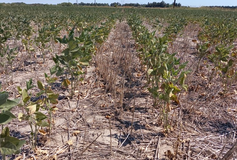 Extienden el plazo de presentación de declaraciones juradas por la emergencia agropecuaria