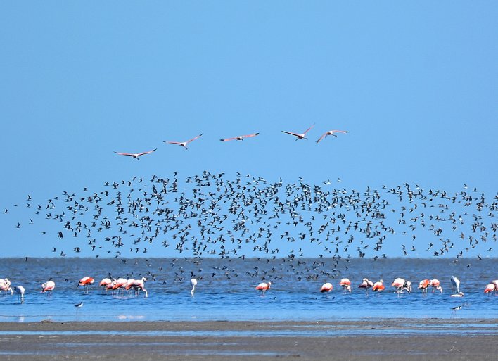 Otro dictamen favorable para la creación del Parque Nacional Ansenuza
